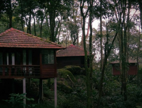A Journey into Forest Wellness: Why Eco Retreats Heal the Mind & Body